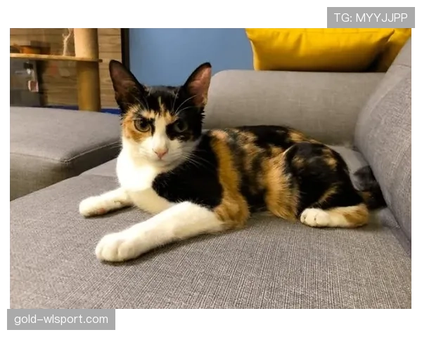 掌敏洁那生活简直两极分化，一边训练像疯子一边回家变猫奴？
